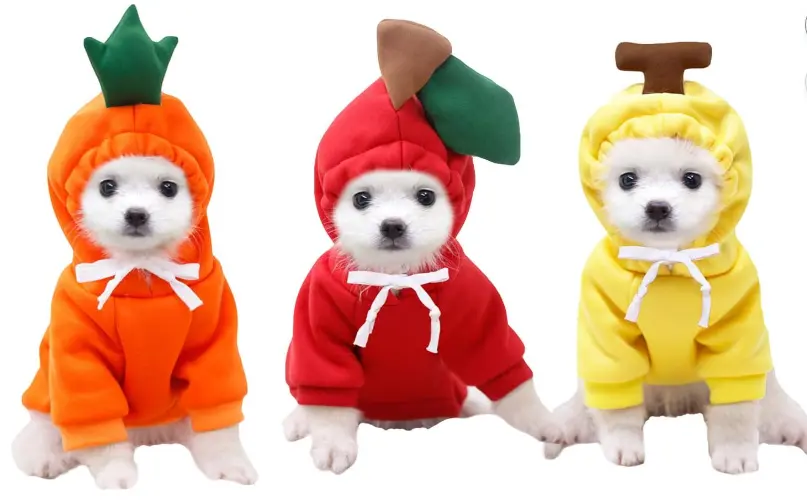 トイプードル ハロウィン 服 画像.