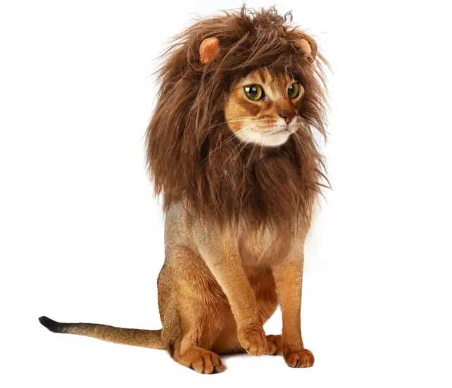 トイプードル ハロウィン 服 画像.